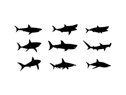 Shark silhouette vector. A set of shark silhouette vector illustrations. Collection of shark movement silhouette in various poses.