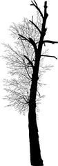 Withered tree with branches without leaves. Vector illustration.