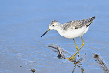 コアオアシシギ