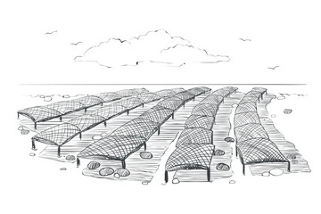 Black and white drawing on the theme of shellfish farming. Illustration of the Norman method of growing oysters. Vector graphics of an oyster farm in San Miguel Bay.