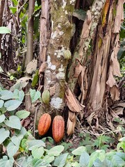 cacao tree in the forest