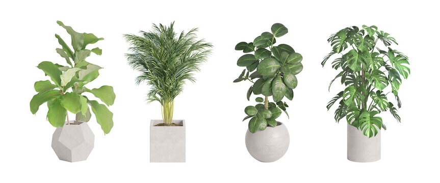 A set of four house plants in geometrical light gray concrete pots for decorating interiors and exteriors isolated on white background. Ficus robusta, Palm, Ficus lyrata, Monstera. 3d render	
