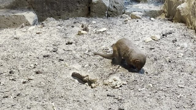 dwarf mongoose of the helogale parvula is looking for food in the sand