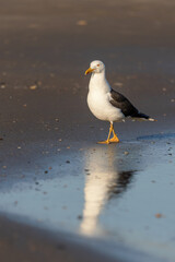 Lesser black-backed gull (Larus fuscus) on the beach on Juist, East Frisian Islands, Germany.