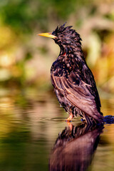 European starling (Sturnus vulgaris) taking a bath in a pond in spring.