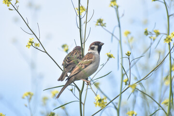 Little brown Sparrow bird sitting in the grass in spring
