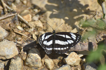 Neptis sappho, Common Glider butterfly resting on ground
