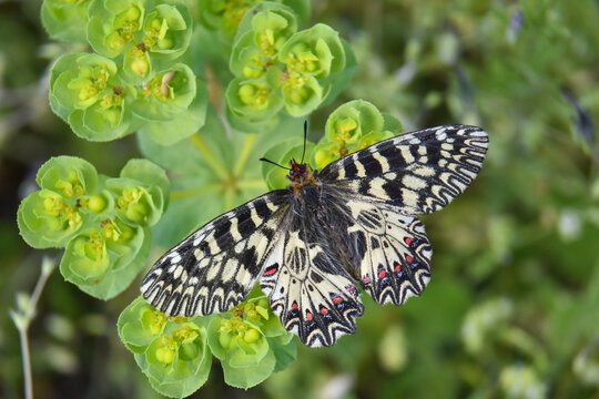 Butterfly on spring meadow. Zerynthia polyxena, Southern Festoon or Spanish Festoon butterfly
