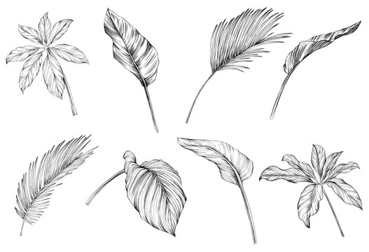 Leaves isolated on white collection. Tropical leaves set. Hand drawn vintage illustration.