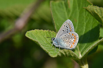 Common blue butterfly or Polyommatus Icarus butterfly on green leaf