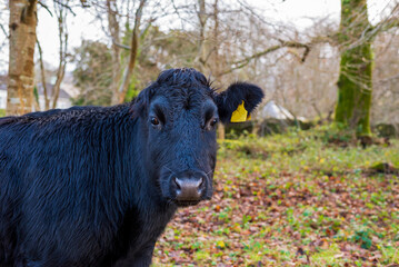 Cow Portraits: The Nobility in their Gaze