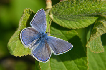Common blue butterfly or Polyommatus Icarus butterfly on green leaf