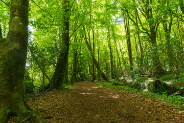 Leafy walking route in the Irish summer