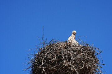 Wilder Storch in einem nest in der Landschaft der Algarve