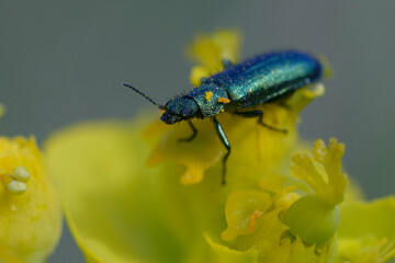 Soft-winged flower beetle (Psilothrix viridicoerulea) on a flower