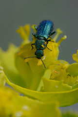 Soft-winged flower beetle (Psilothrix viridicoerulea) on a flower