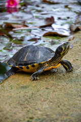 A close-up photo of a turtle standing in the middle of a lake