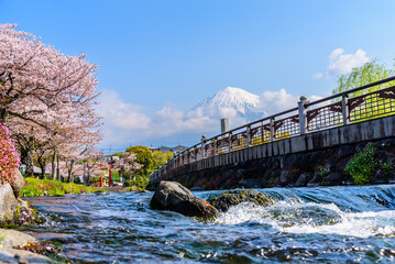 Fuji mountain with steam and cherry blossom sakura tree in Shizuoka Japan, Fuji san is the most...