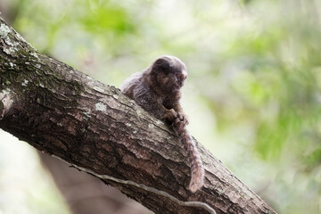 baby macaque sat on a tree branch against a green background of trees