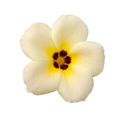 Isolated Blooming of Primerose flower with white petal
