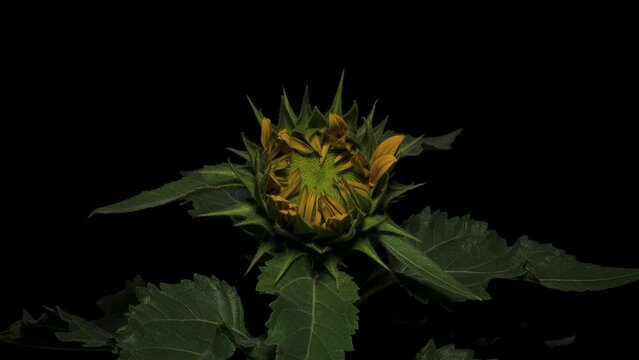 ひまわりの開花を13日かけて撮影した4Kタイムラプス動画 動画の後半で、ひまわりの中心がハートマーク