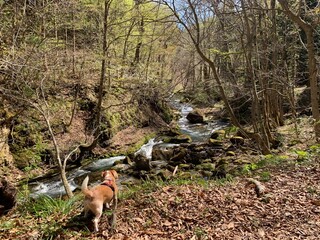 自然の中にいる犬