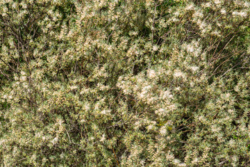 Salix atrocinerea. Jack willow with mature catkins disperse seeds. Bernesga River, Leon, Spain.