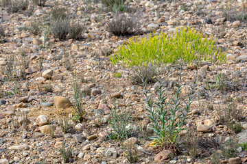 Isatis tinctoria. Plants with inflorescences and seeds of pastel grass on scree.