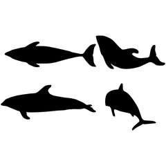 silhouette of Sided Dolphin
