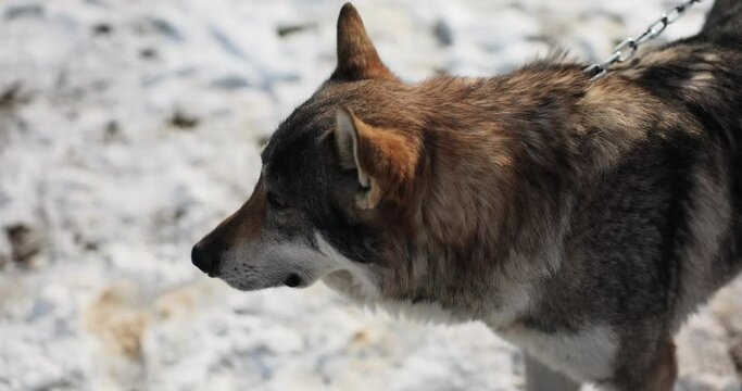 Wild wolf or dog on chain in winter. Protecting housing and taming wolves