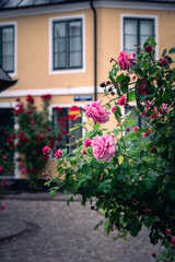 Fototapeta na wymiar Wet roses in the old historic quarters of Lund Sweden in summer