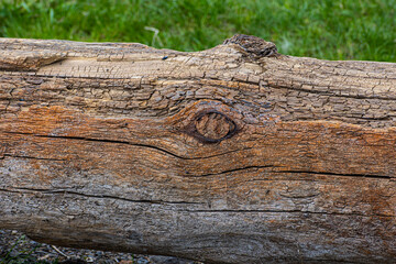 A fragment of an old pine log in close-up