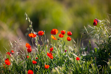 Field of blooming red poppies