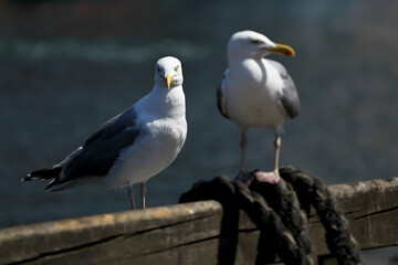 Herring gull in port, Germany