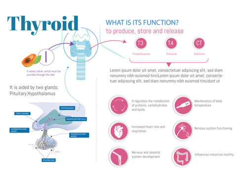 Infographic about the thyroid, what is its function and what you need, with icons of what it regulates, produces and the glands it needs such as the pituitary and the hypothalamus.