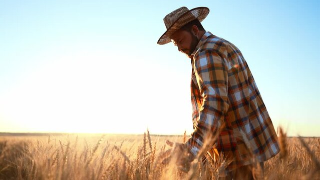 Farmer man in hat walks through wheat field and touches ripe wheat ears with his hands, controlling and checking quality. Summer harvest season. Agronomist specialist is engaged in growing plants.