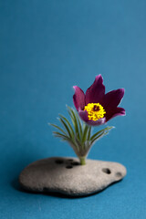 Fototapeta na wymiar A pasque flower in a unique hag stone vase on a blue background.