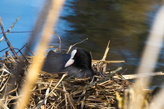 eurasien coot ( fulica atra ) on her nest with little grasshopper on it