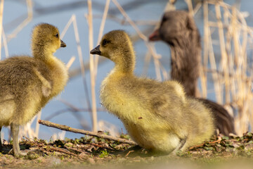 wildlife duckling at the edge the lake with motherduck in background