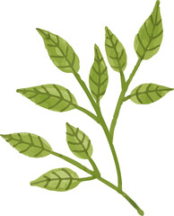 Foliage leaf . Watercolor painting .