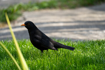 Amazing blackbird 