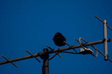 Blackbird on one leg