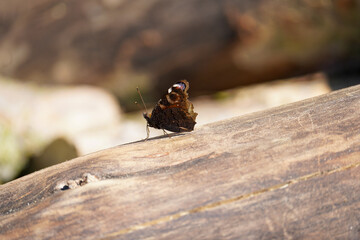 Hello butterfly 
