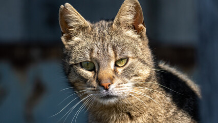 Countryside cat © Ewa