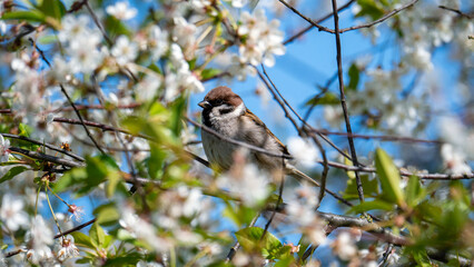 Spring sparrow
