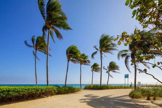 Tropical Miami Beach scene with palm trees