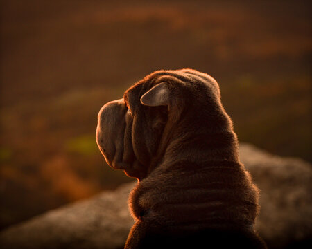 Shar-pei dog looking at the horizon in a sunset in the mountains