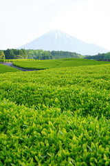 Fototapeta premium the first picked tea of this year