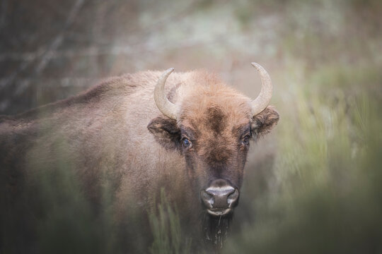 european bison in natural environment