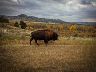 Fototapeta premium Wild Bison
